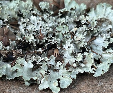 Cetrelia cetrarioides