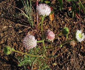 Chaenactis artemisiifolia