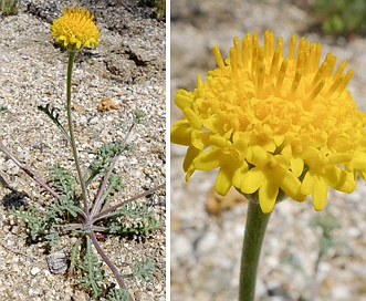 Chaenactis glabriuscula