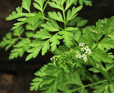 Chaerophyllum procumbens