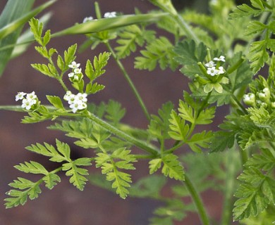 Chaerophyllum tainturieri