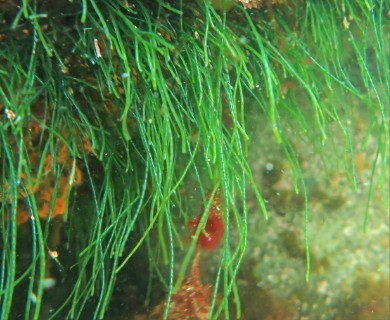 Chaetomorpha melagonium
