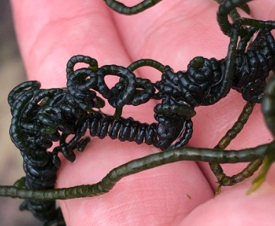 Chaetomorpha spiralis