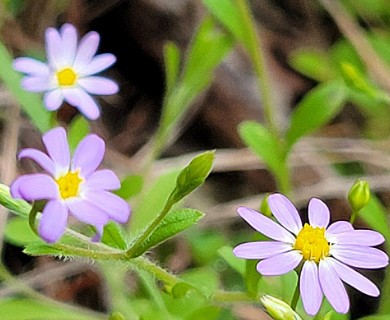 Chaetopappa bellidifolia
