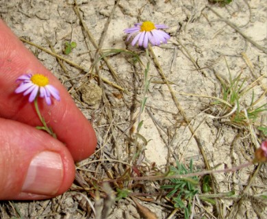 Chaetopappa bellioides