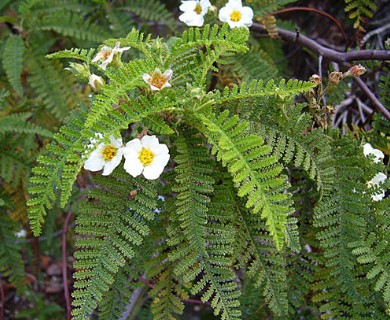 Chamaebatia australis