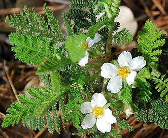 Chamaebatia foliolosa