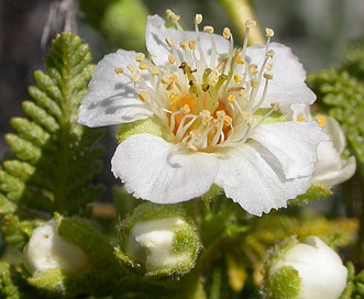 Chamaebatiaria millefolium