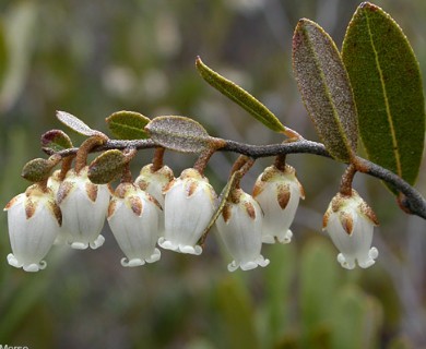 Chamaedaphne calyculata