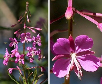 Chamaenerion angustifolium