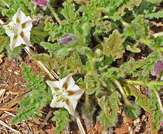 Chamaesaracha coronopus