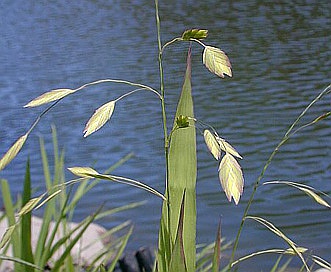 Chasmanthium latifolium