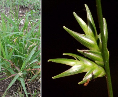 Chasmanthium laxum