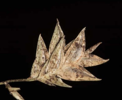 Chasmanthium nitidum