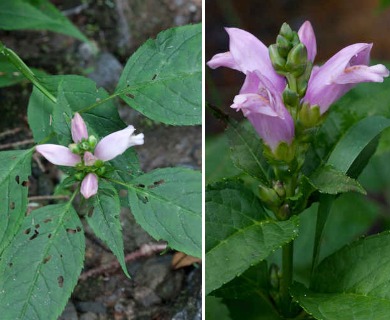 Chelone lyonii