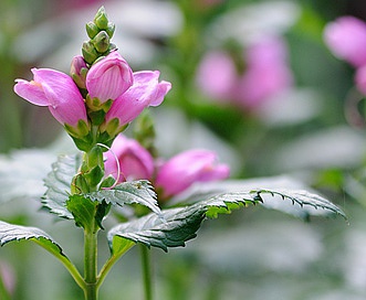 Chelone obliqua