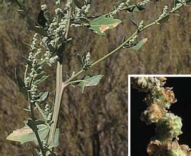 Chenopodium album