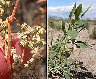 Chenopodium leptophyllum