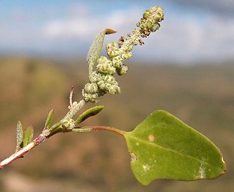 Chenopodium neomexicanum