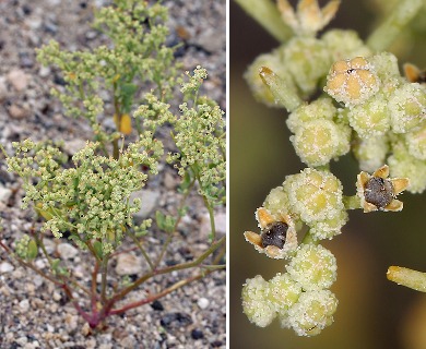 Chenopodium nevadense