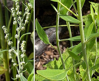 Chenopodium pratericola