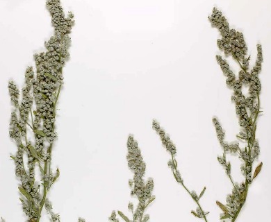 Chenopodium subglabrum