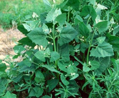 Chenopodium urbicum