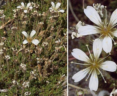 Cherleria obtusiloba