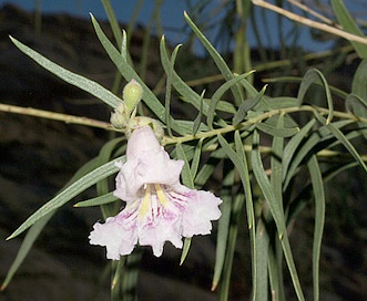 Chilopsis linearis