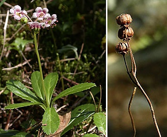 Chimaphila umbellata