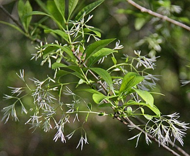 Chionanthus virginicus