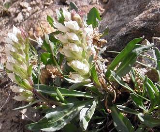 Chionophila jamesii