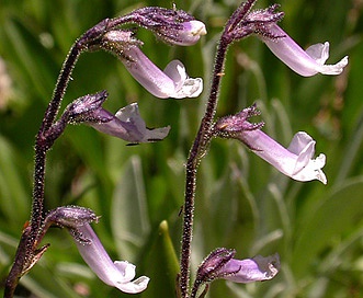 Chionophila tweedyi