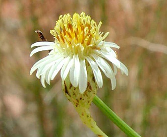 Chloracantha spinosa