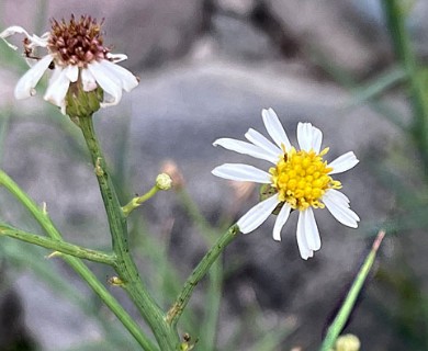 Chloracantha spinosissima