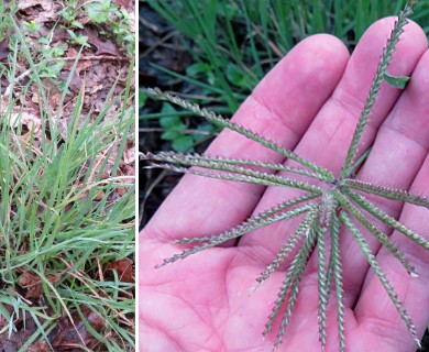 Chloris X subdolichostachya