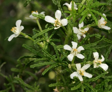 Choisya dumosa