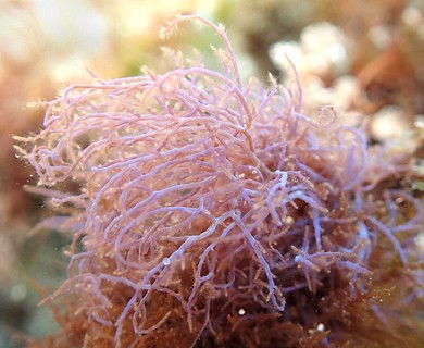 Chondria acrorhizophora
