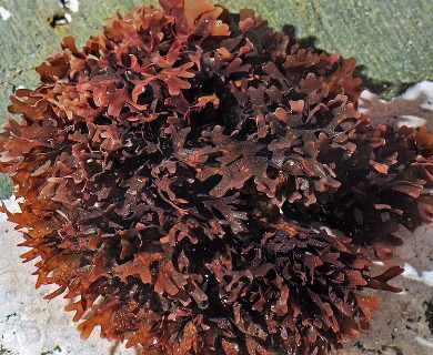 Chondrus crispus