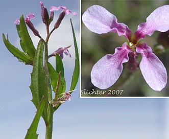 Chorispora tenella