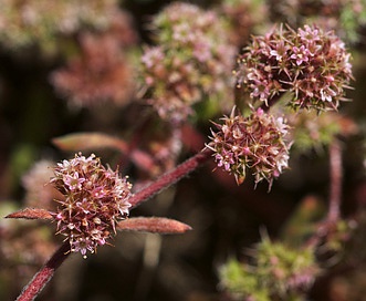 Chorizanthe cuspidata