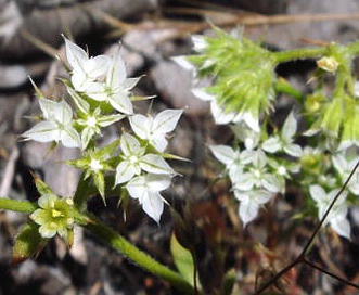 Chorizanthe diffusa