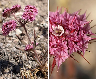 Chorizanthe douglasii