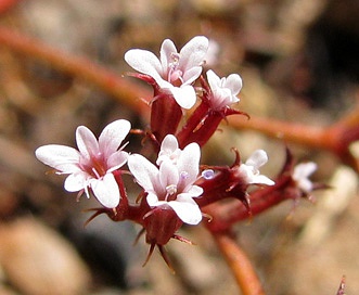 Chorizanthe leptotheca