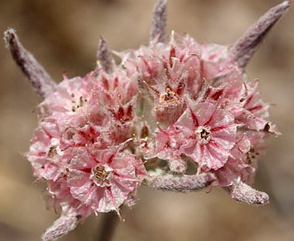 Chorizanthe membranacea