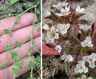 Chorizanthe parryi