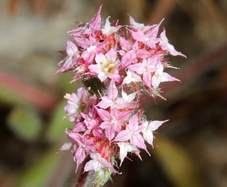 Chorizanthe pungens