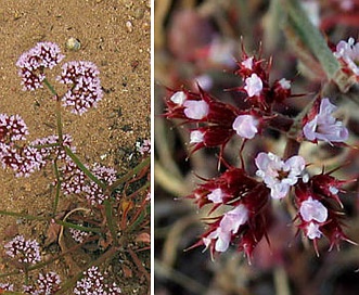 Chorizanthe staticoides