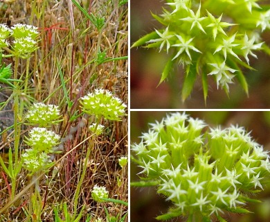 Chorizanthe stellulata