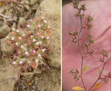 Chorizanthe uniaristata